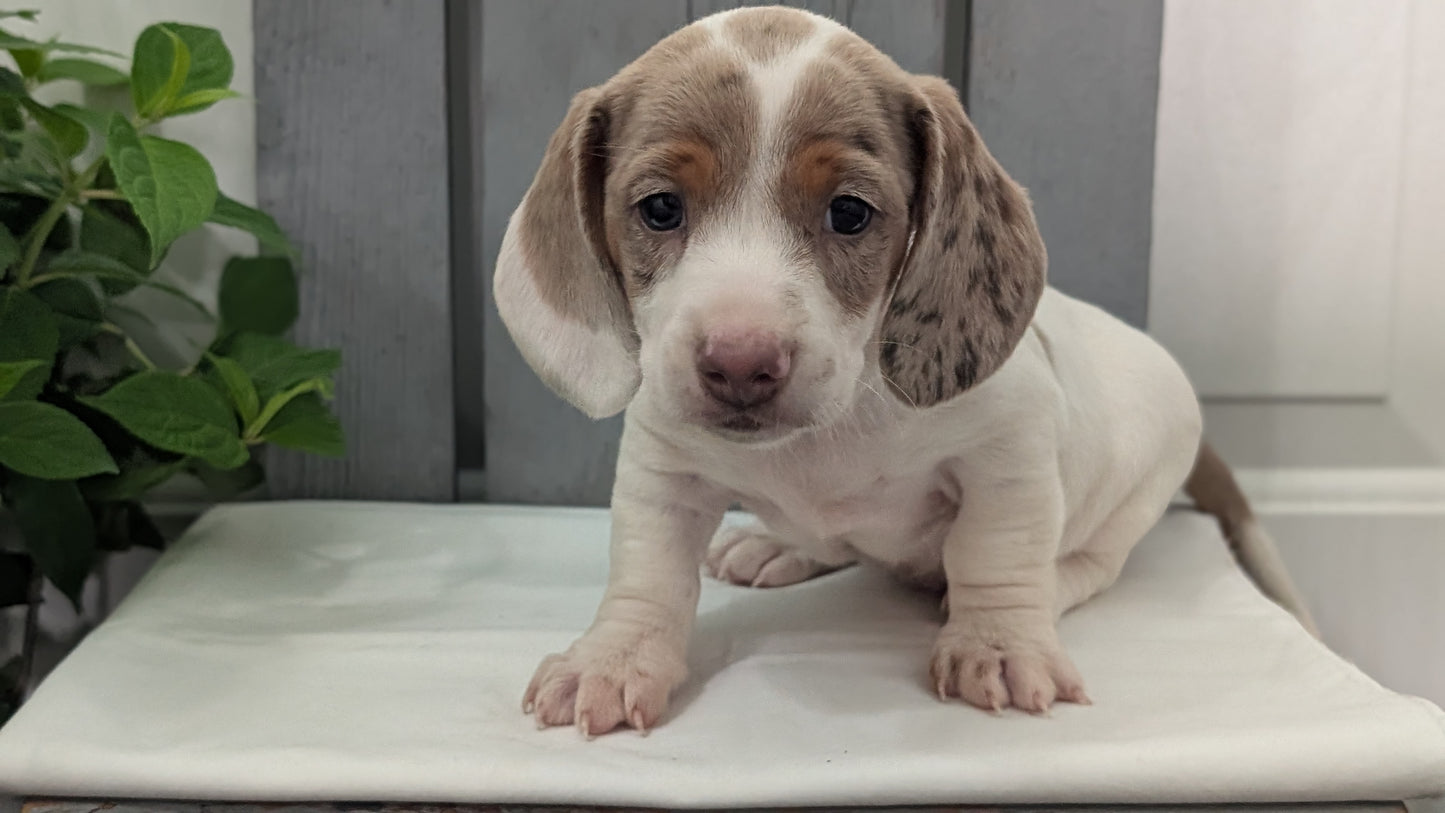 MINI DACHSHUND (MAR 23) MALES