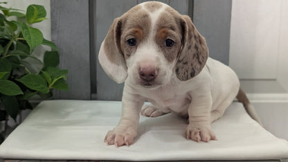 MINI DACHSHUND (MAR 23) MALES