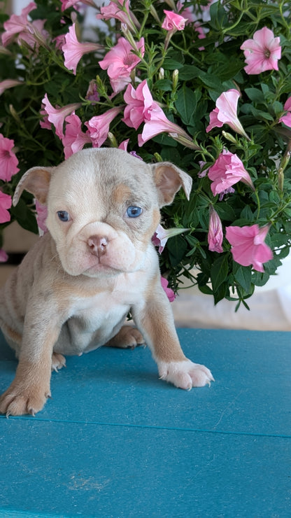 ENGLISH BULLDOG (06/30) FEMALE
