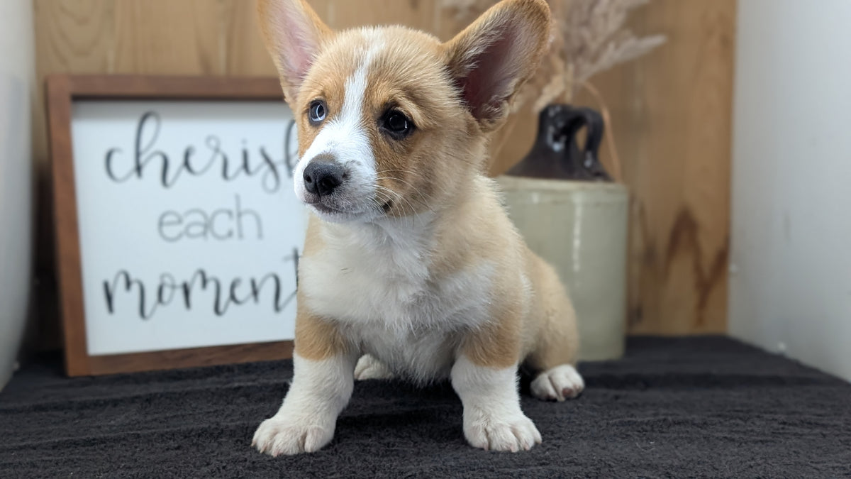 CORGI (JUL 13) 2 FEMALES/3 MALES
