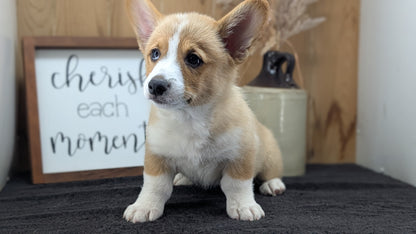 CORGI (JUL 13) 2 FEMALES/3 MALES