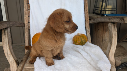 MINI GOLDENDOODLE (07/30) FEMALE