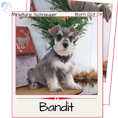 MINI SCHNAUZER (10/03) MALE