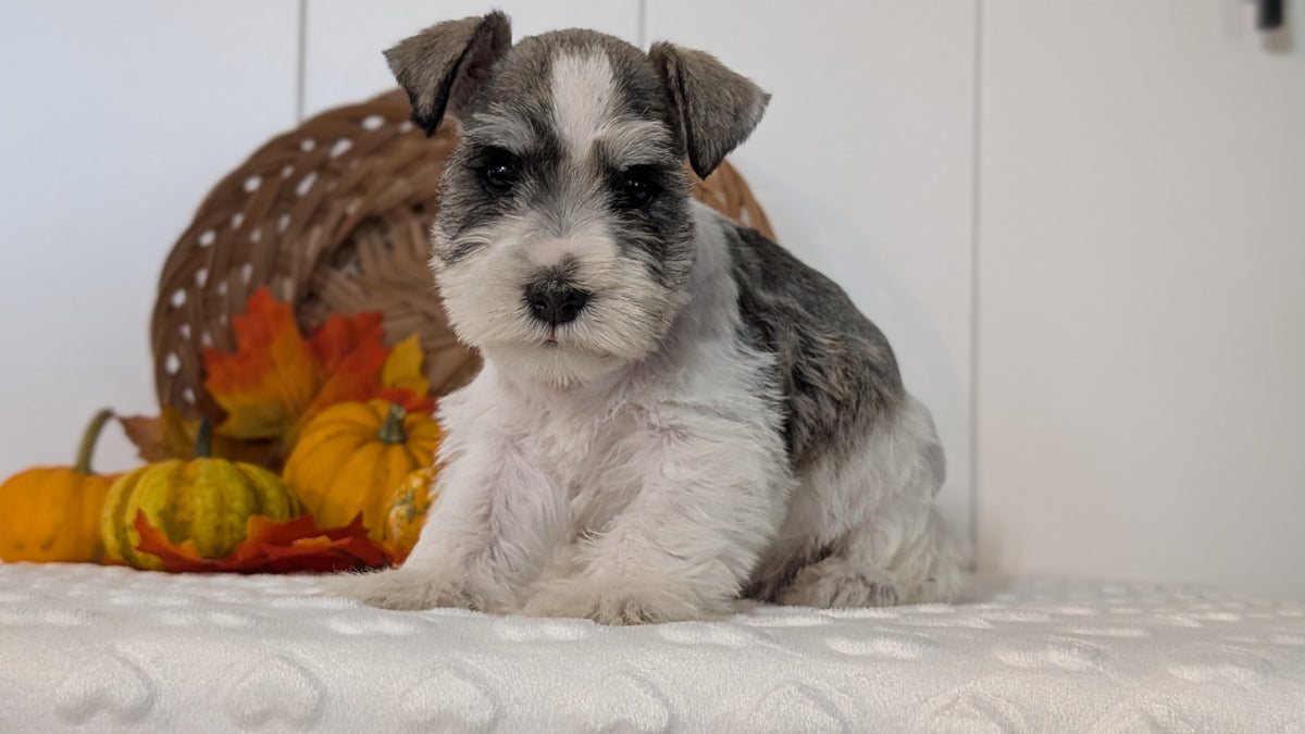 MINI SCHNAUZER (AUG 27) 4 FEMALES/1 MALE