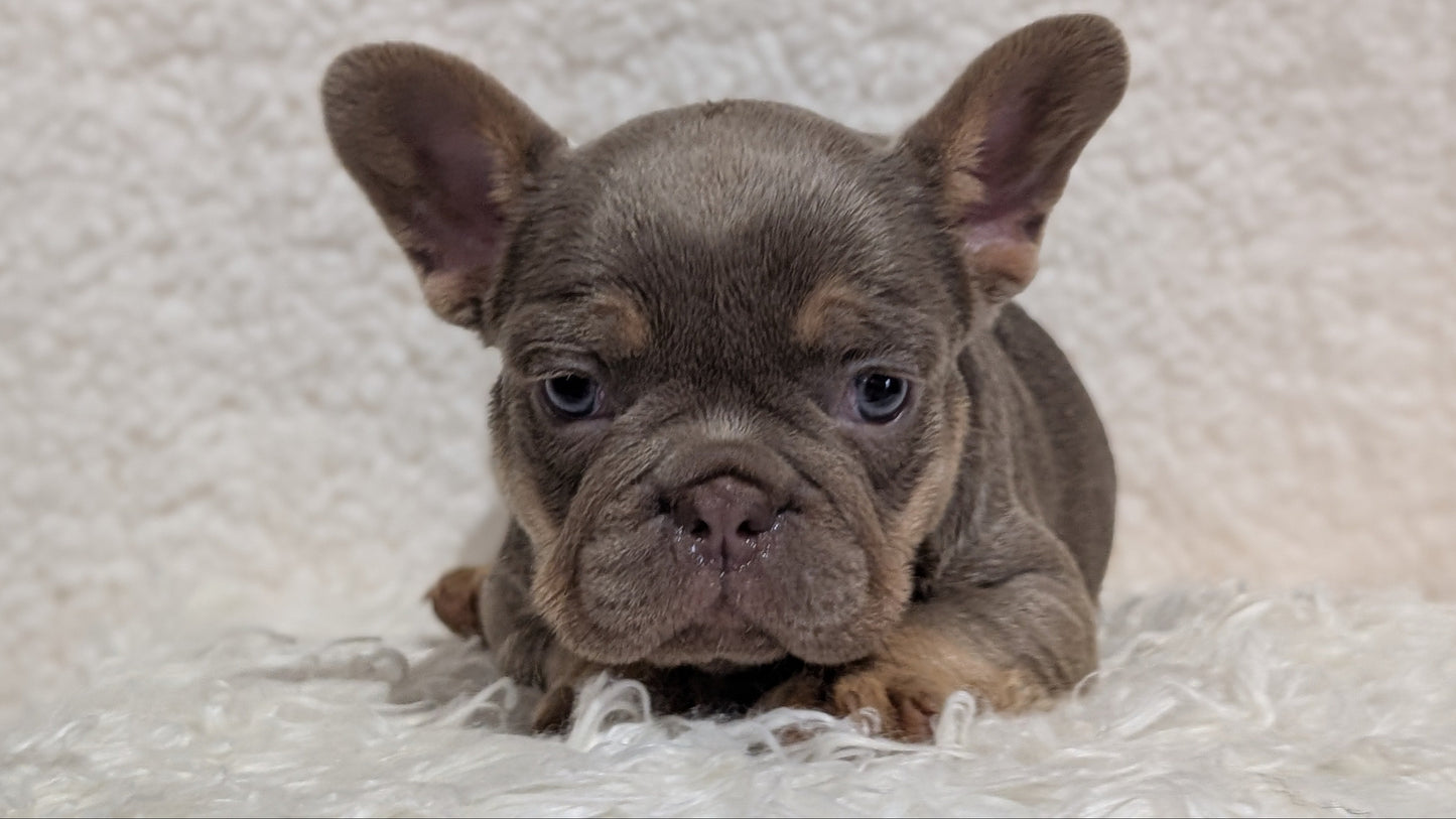 FRENCH BULLDOG (JUN 29) MALES