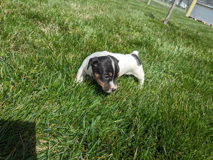 JACK RUSSELL TERRIER (03/08) FEMALE