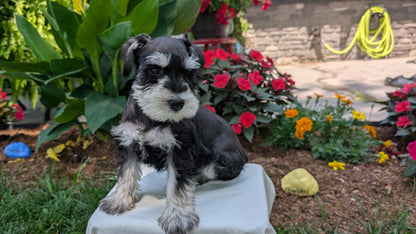 MINI SCHNAUZER (05/29) MALE