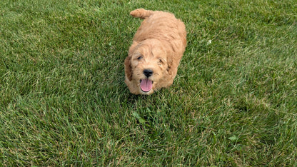IRISH DOODLE (07/06) FEMALE
