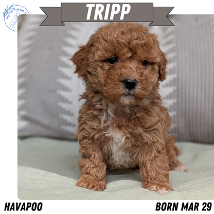 HAVAPOO (MAR 29) MALES