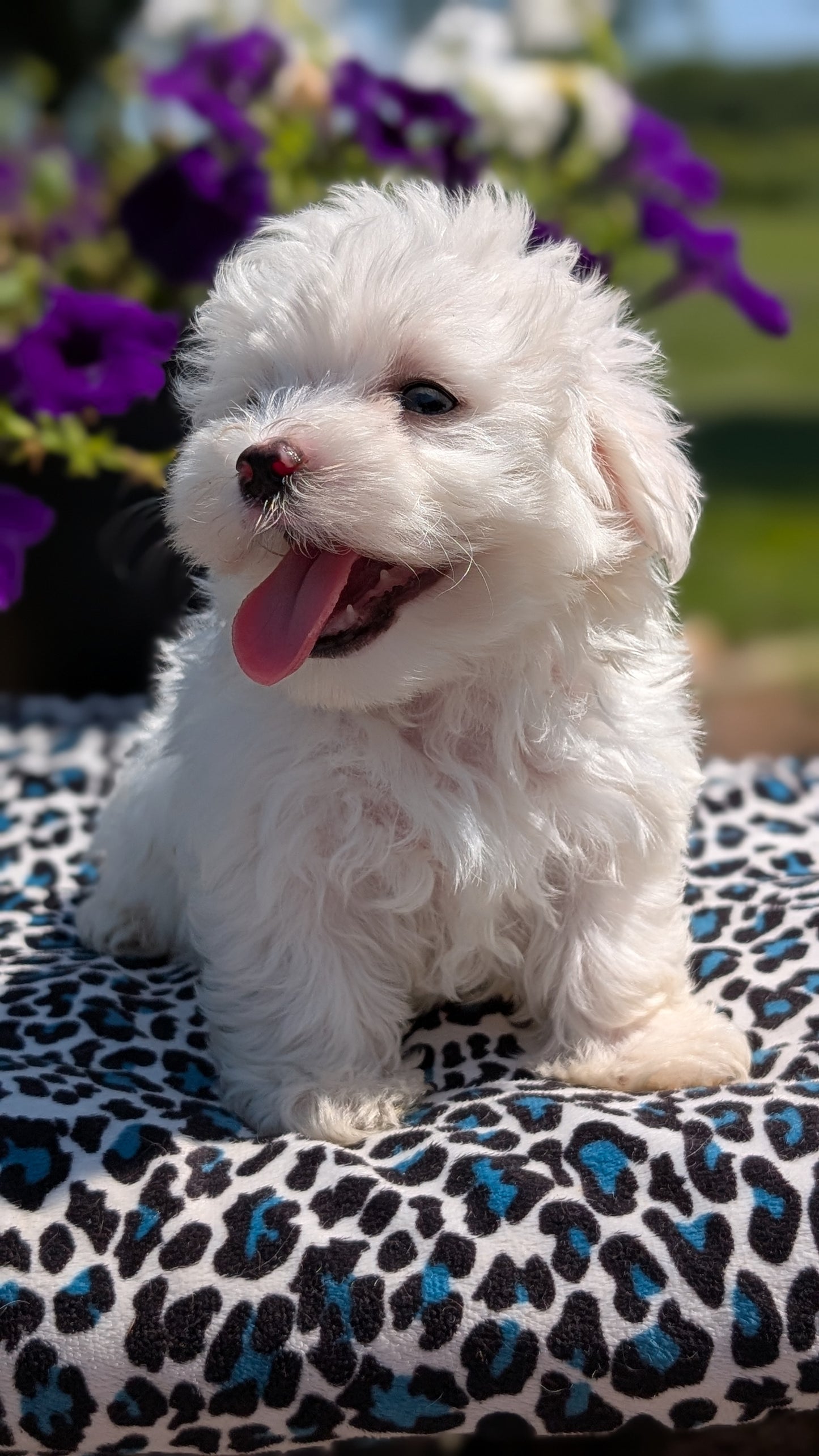 MALTESE (JUN 13) MALE