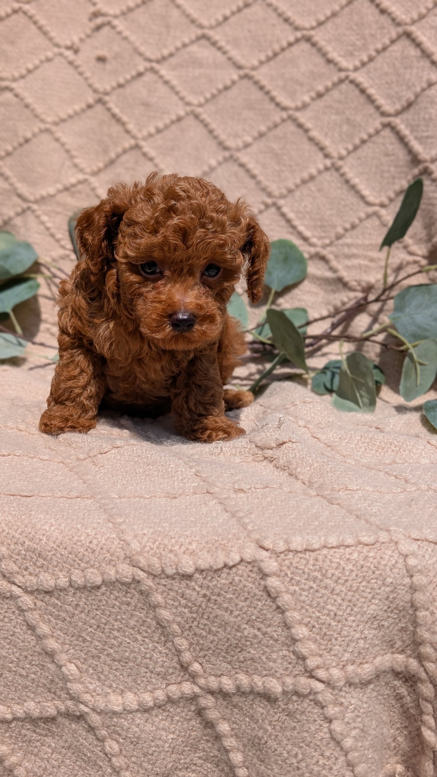 COCKAPOO (05/31) MALE