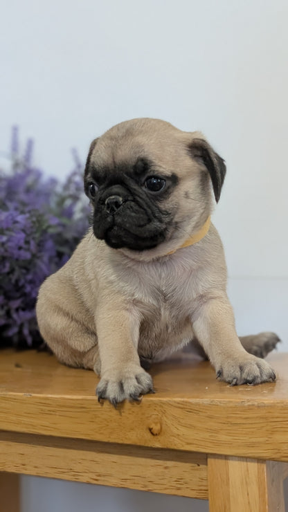 PUG (SEP 12) 4 MALES/1 FEMALE