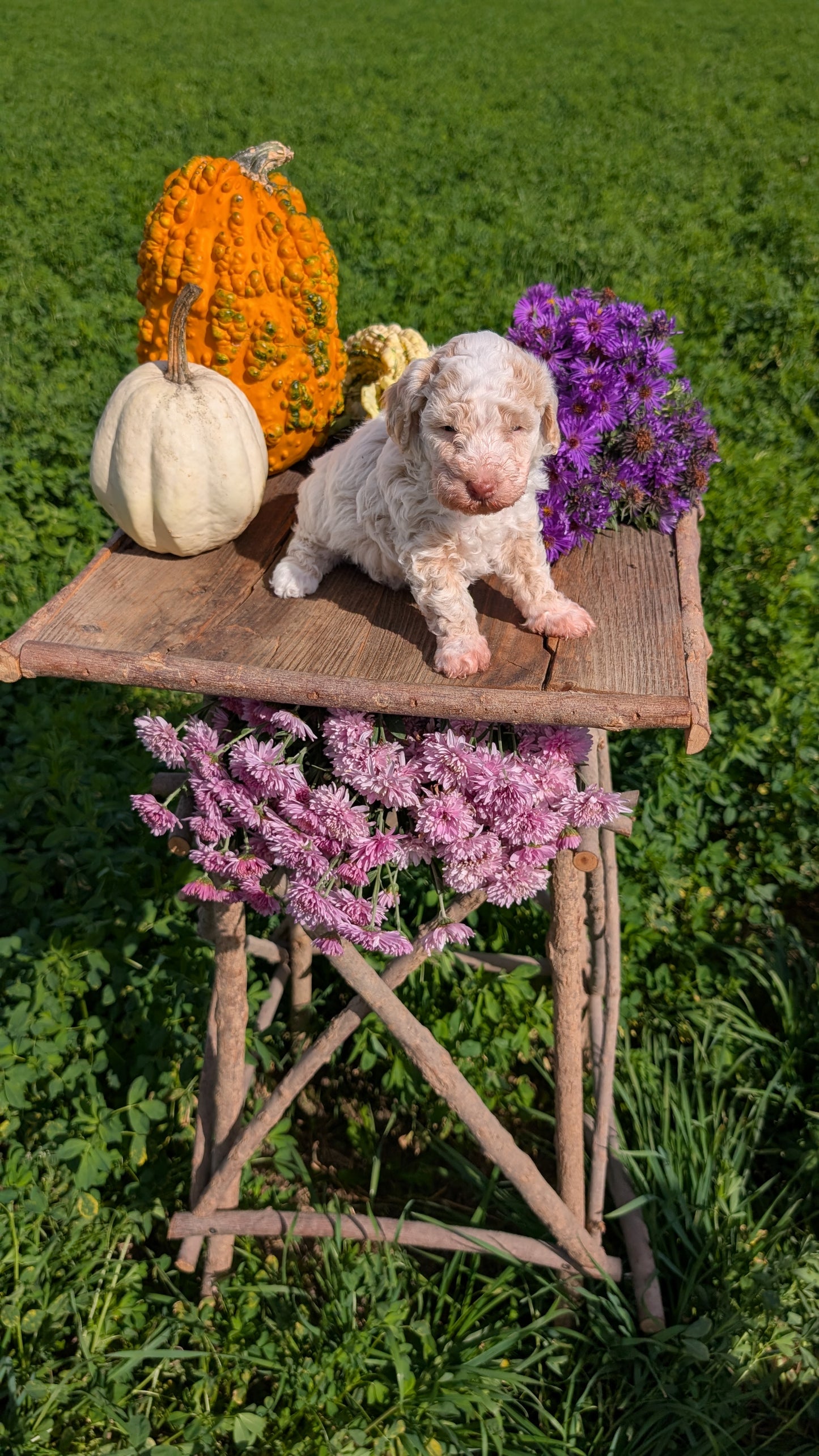 TOY POODLE (08/28) FEMALE
