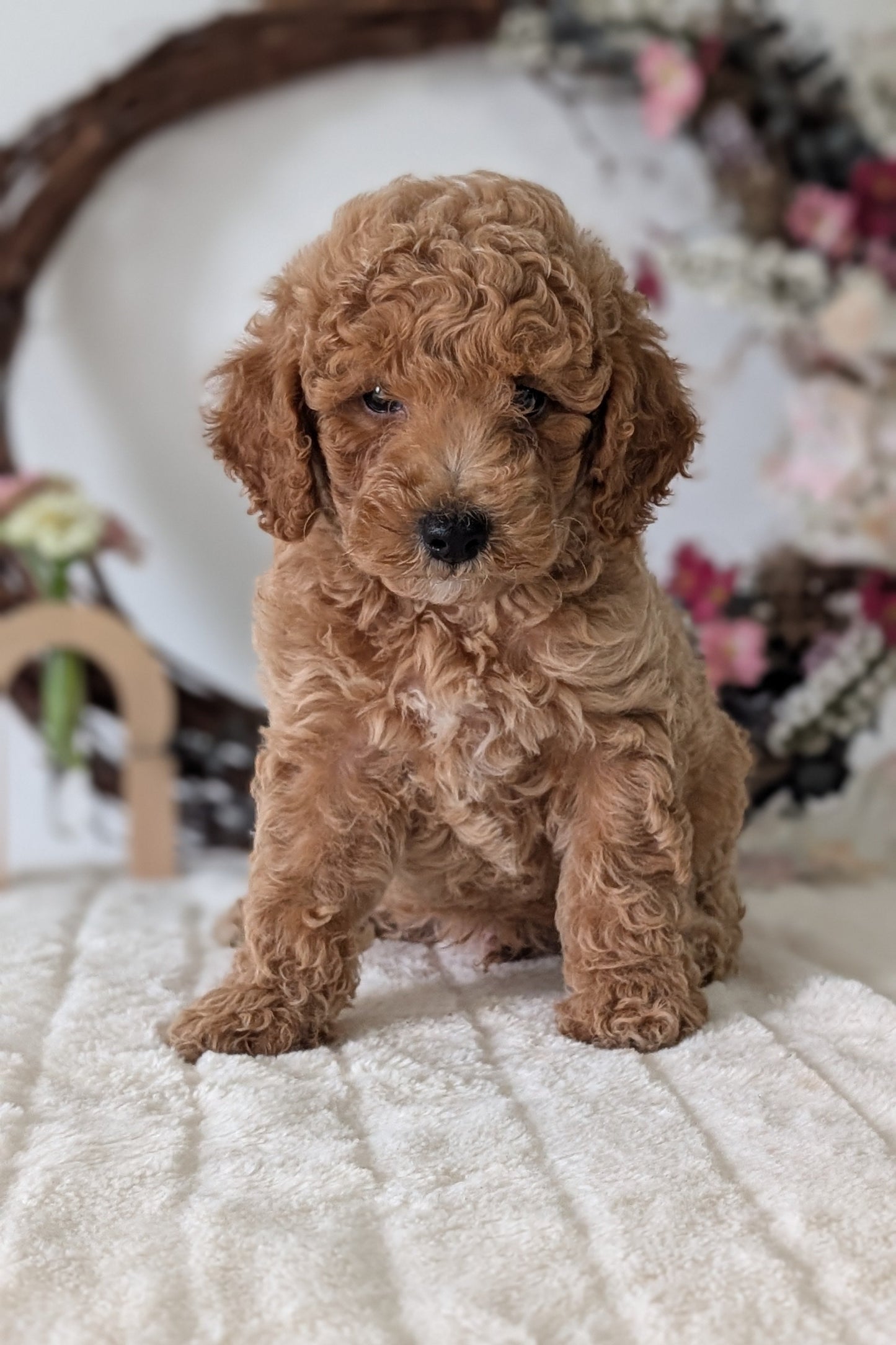 MINI POODLE (JUN 01) MALES