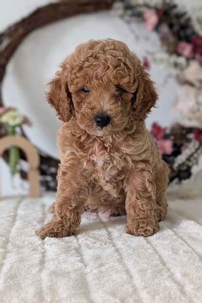 MINI POODLE (JUN 01) MALES