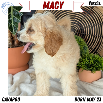 CAVAPOO (MAY 23) FEMALES