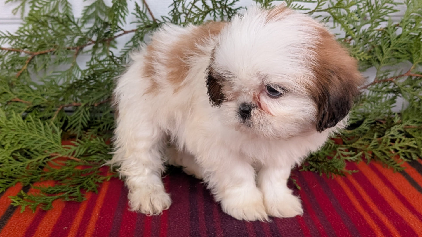 SHIH TZU (SEP 30) FEMALE
