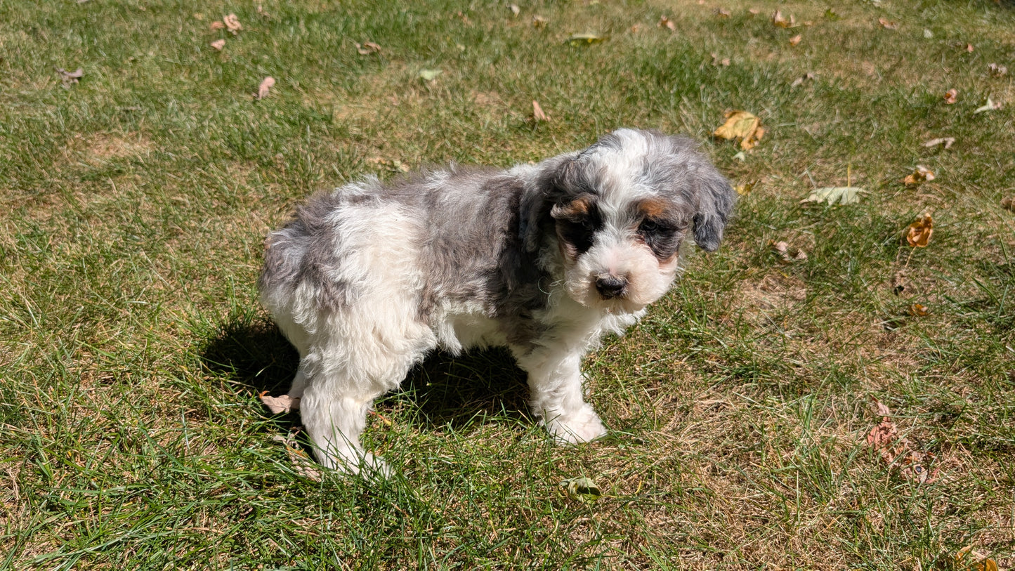 MINI BERNEDOODLE (07/25) MALE