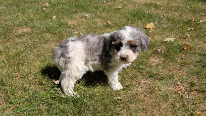 MINI BERNEDOODLE (07/25) MALE