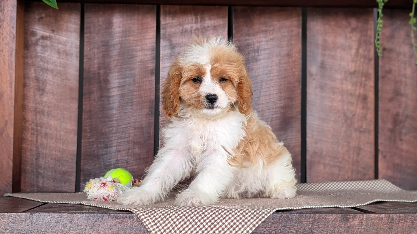 CAVAPOO (MAY 18) FEMALES