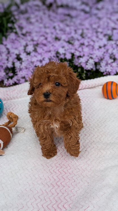 MALTIPOO (03/15) MALE