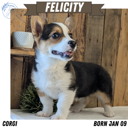 CORGI (JAN 09) FEMALE