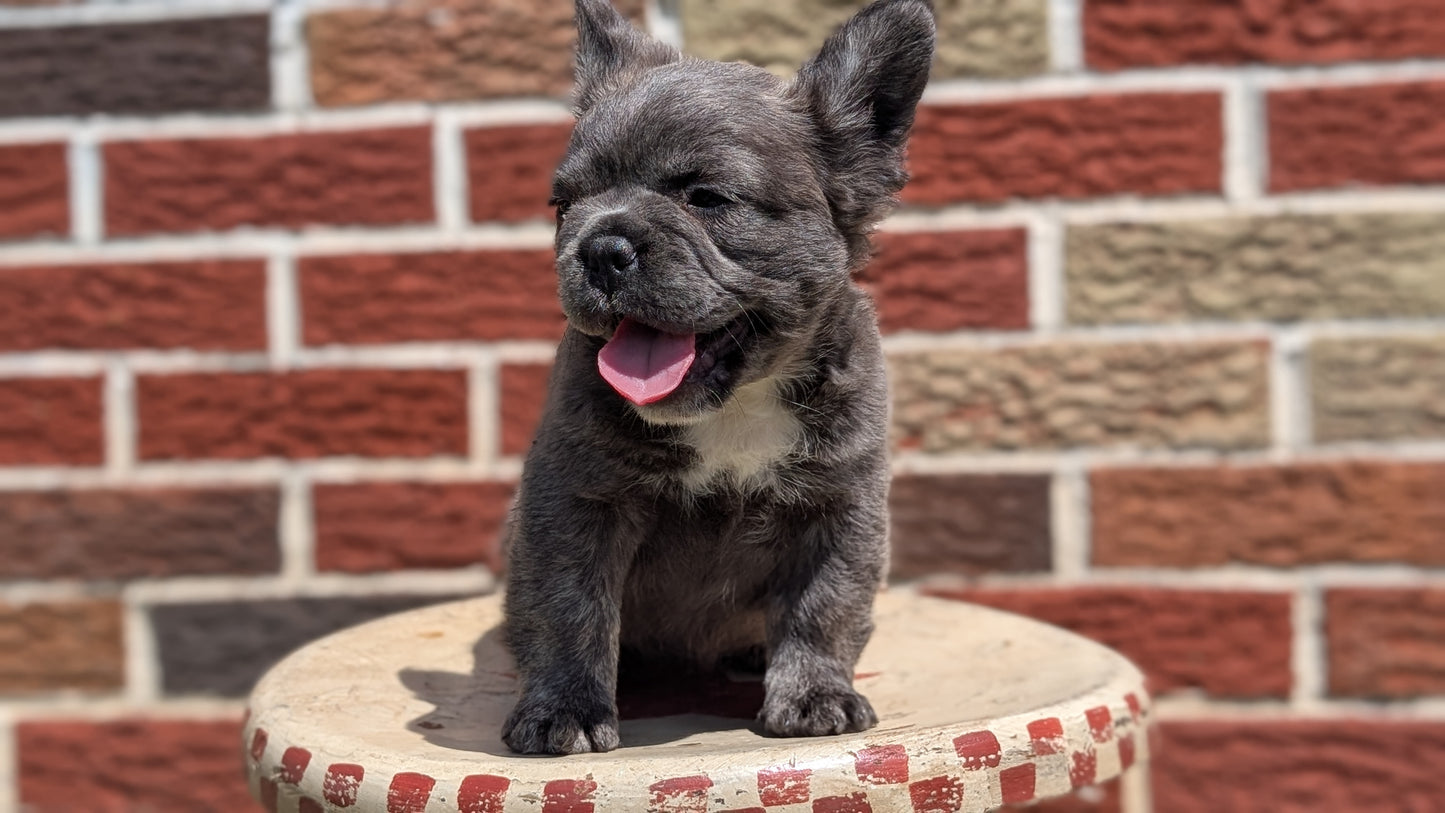 FRENCH BULLDOG (MAR 09) FEMALES