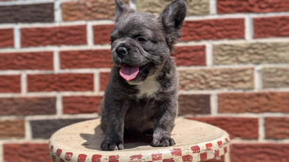 FRENCH BULLDOG (MAR 09) FEMALES
