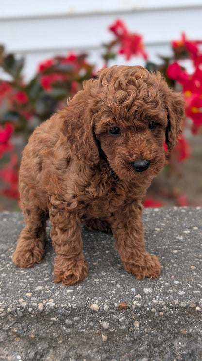 TOY POODLE (07/04) MALE