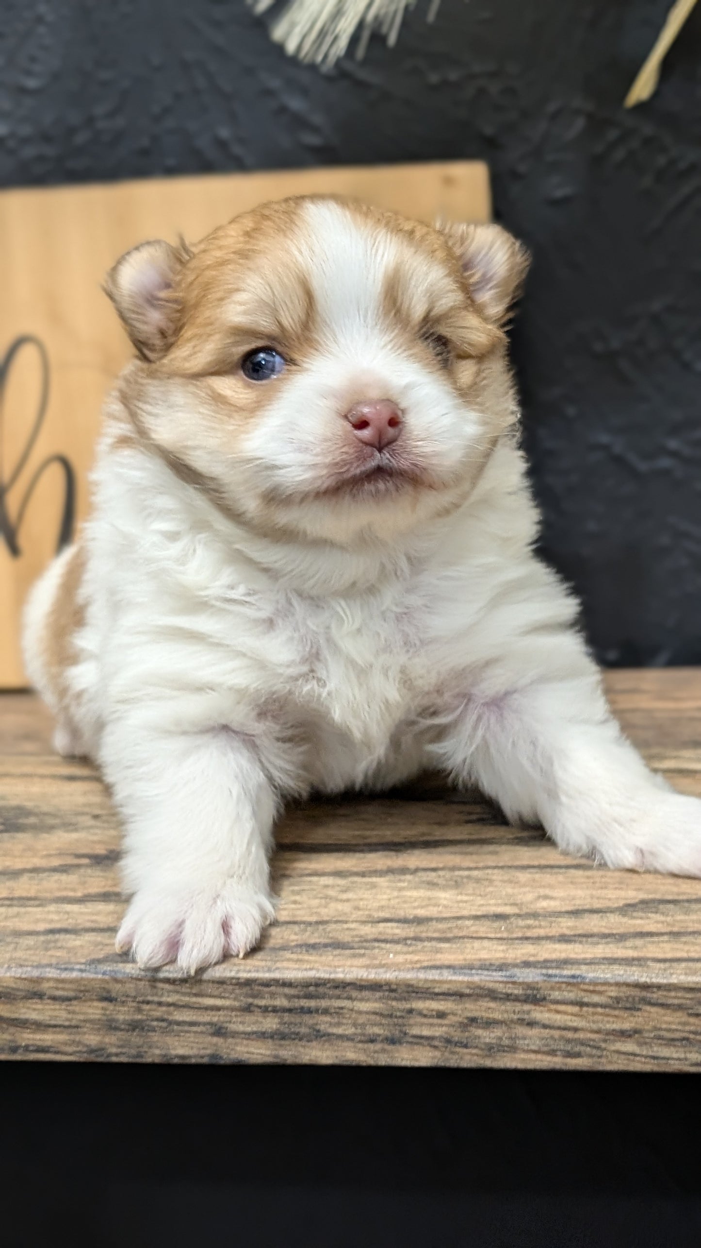 POMERANIAN (NOV 23) MALE