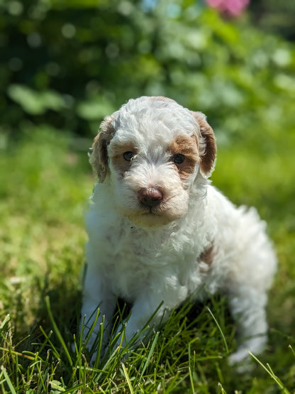 MINI POODLE (04/27) FEMALE