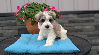 MINI SCHNAUZER (07/10) MALE