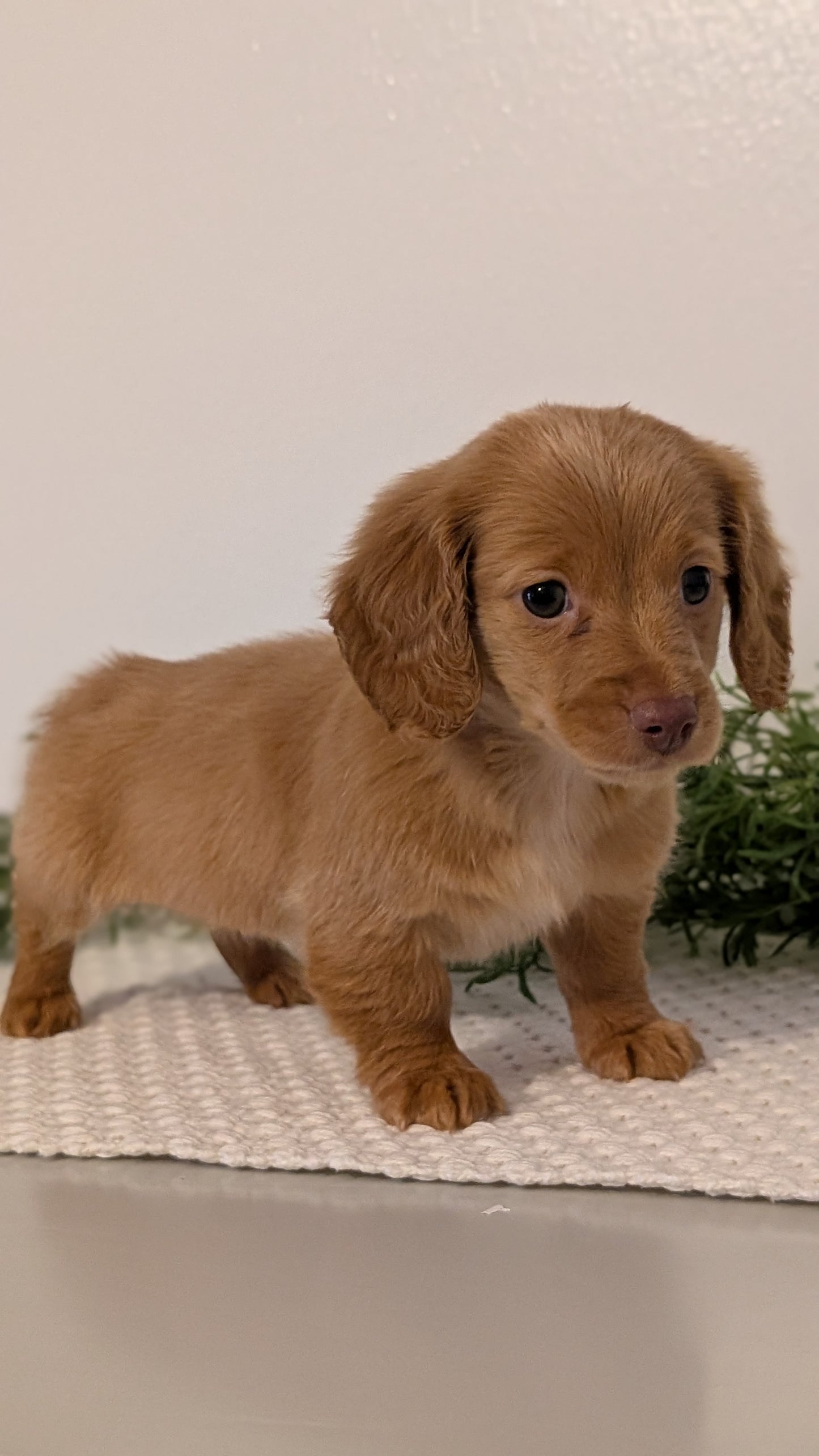 MINI DACHSHUND (JAN 01) FEMALES