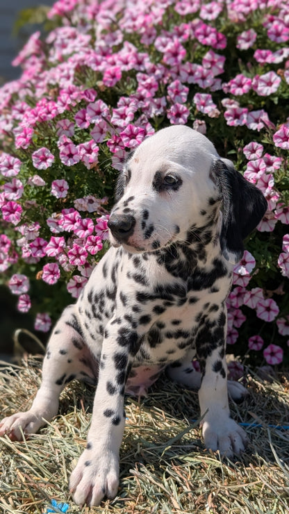 DALMATIAN (JUN 29) MALES