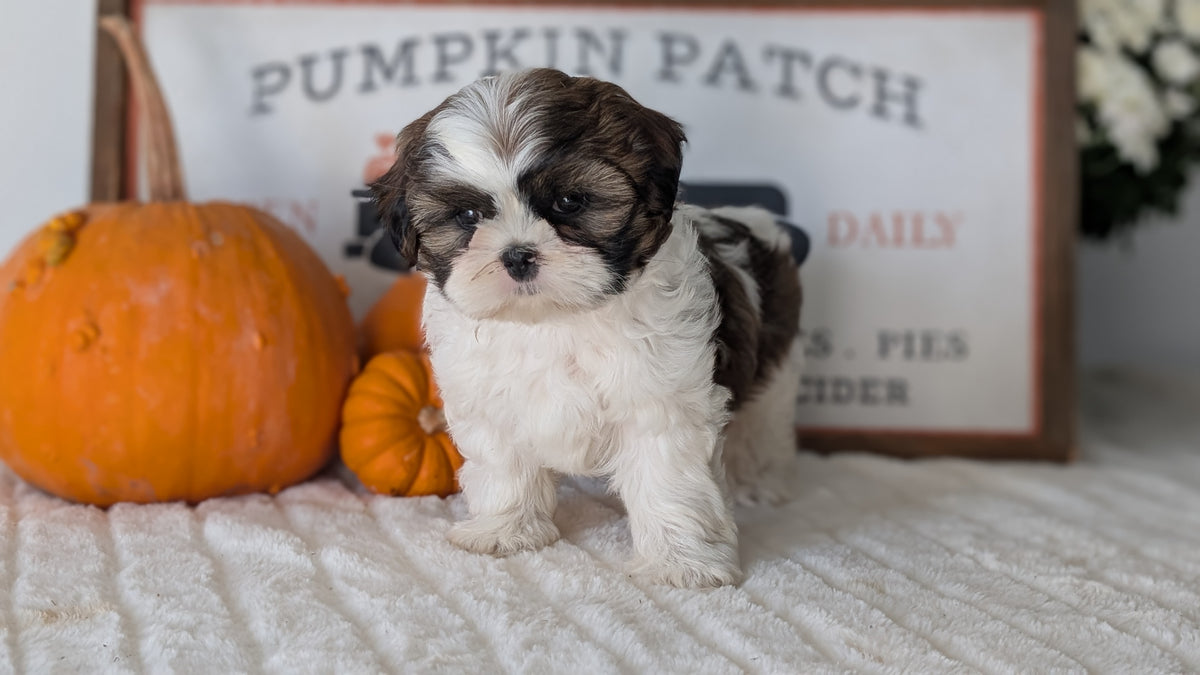 SHIH TZU (AUG 17) 2 FEMALES/3 MALES