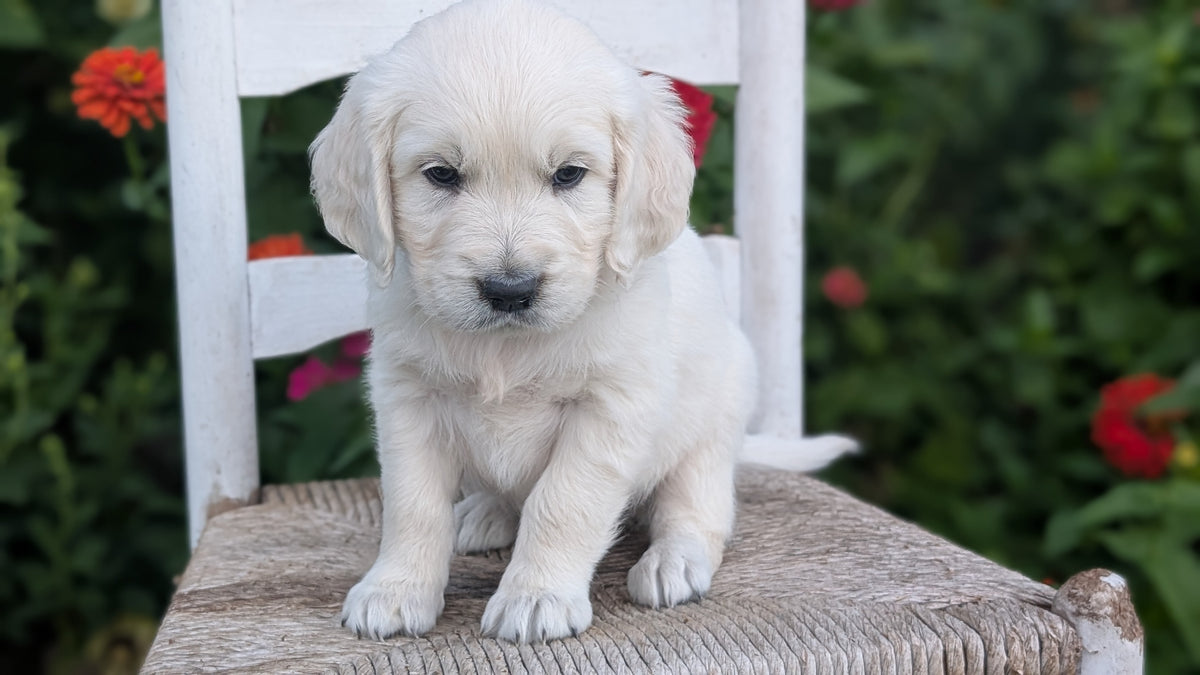 ENGLISH CREAM RETRIEVER (AUG 19) 3 MALES/4 FEMALES