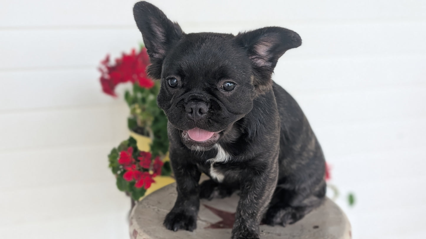 FRENCH BULLDOG (MAR 09) FEMALES