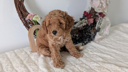 MINI POODLE (JUN 01) FEMALES