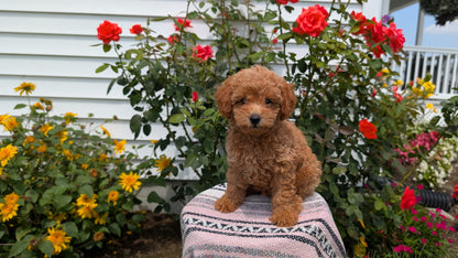 TOY POODLE (05/31) MALE