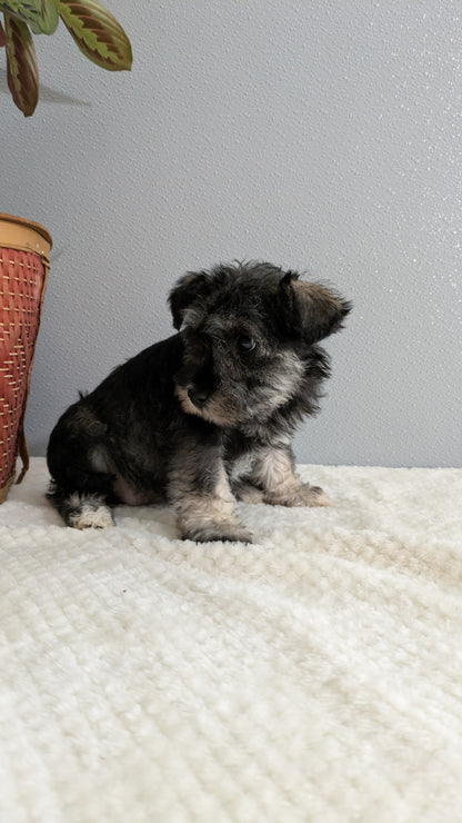 MINI SCHNAUZER (01/08) FEMALE