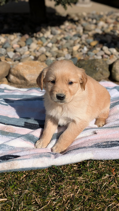 GOLDEN RETRIEVER (02/01) FEMALE