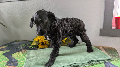 MINI LABRADOODLE (11/26) FEMALE
