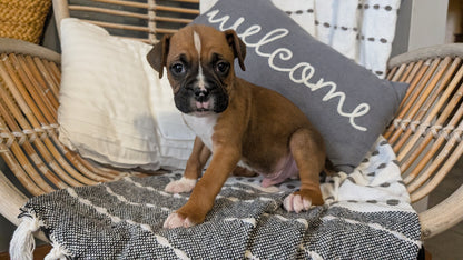 BOXER (OCT 12) MALES