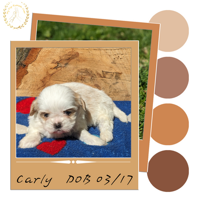 SHIH TZU (03/17) FEMALE