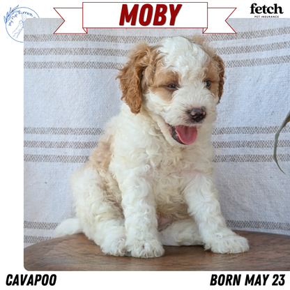 CAVAPOO (MAY 23) MALES