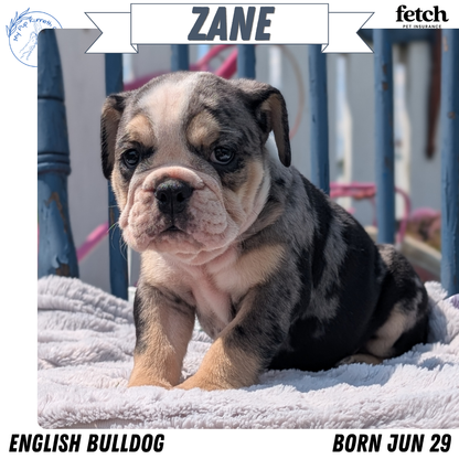 ENGLISH BULLDOG (JUN 29) 1 FEMALE/1 MALE