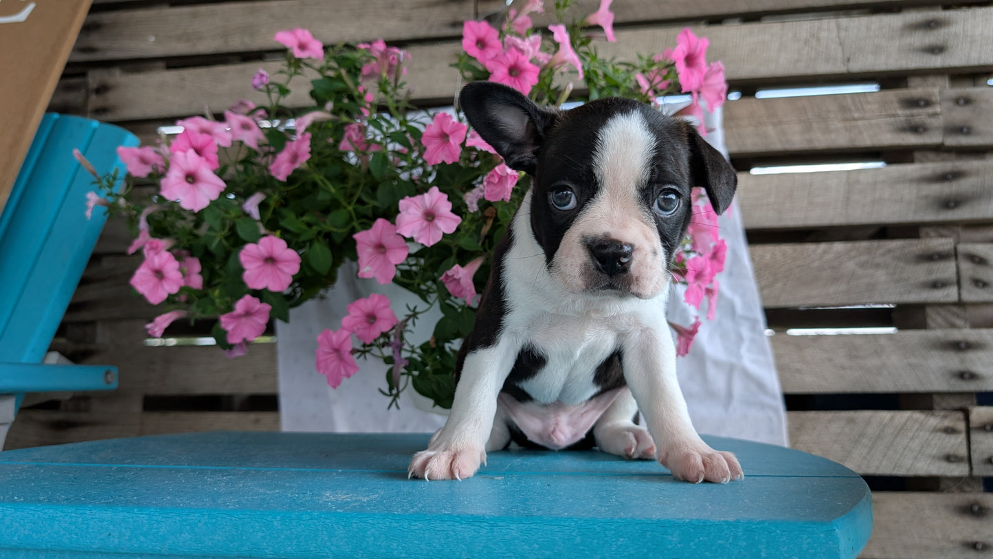 BOSTON TERRIER (06/29) MALE