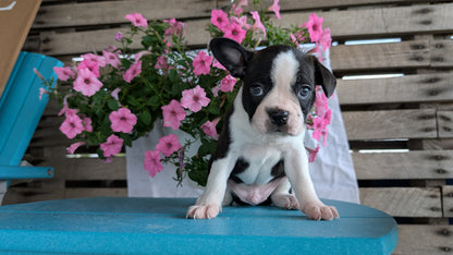 BOSTON TERRIER (06/29) MALE