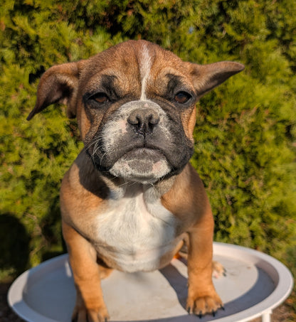 FRENCH BULLDOG (07/15) MALE