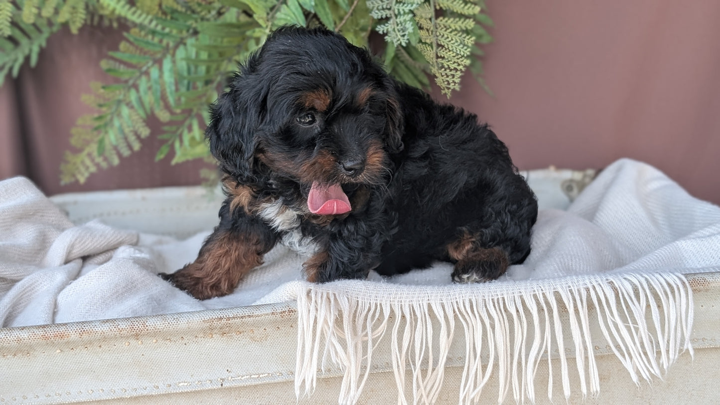 COCKAPOO (MAY 22) FEMALES